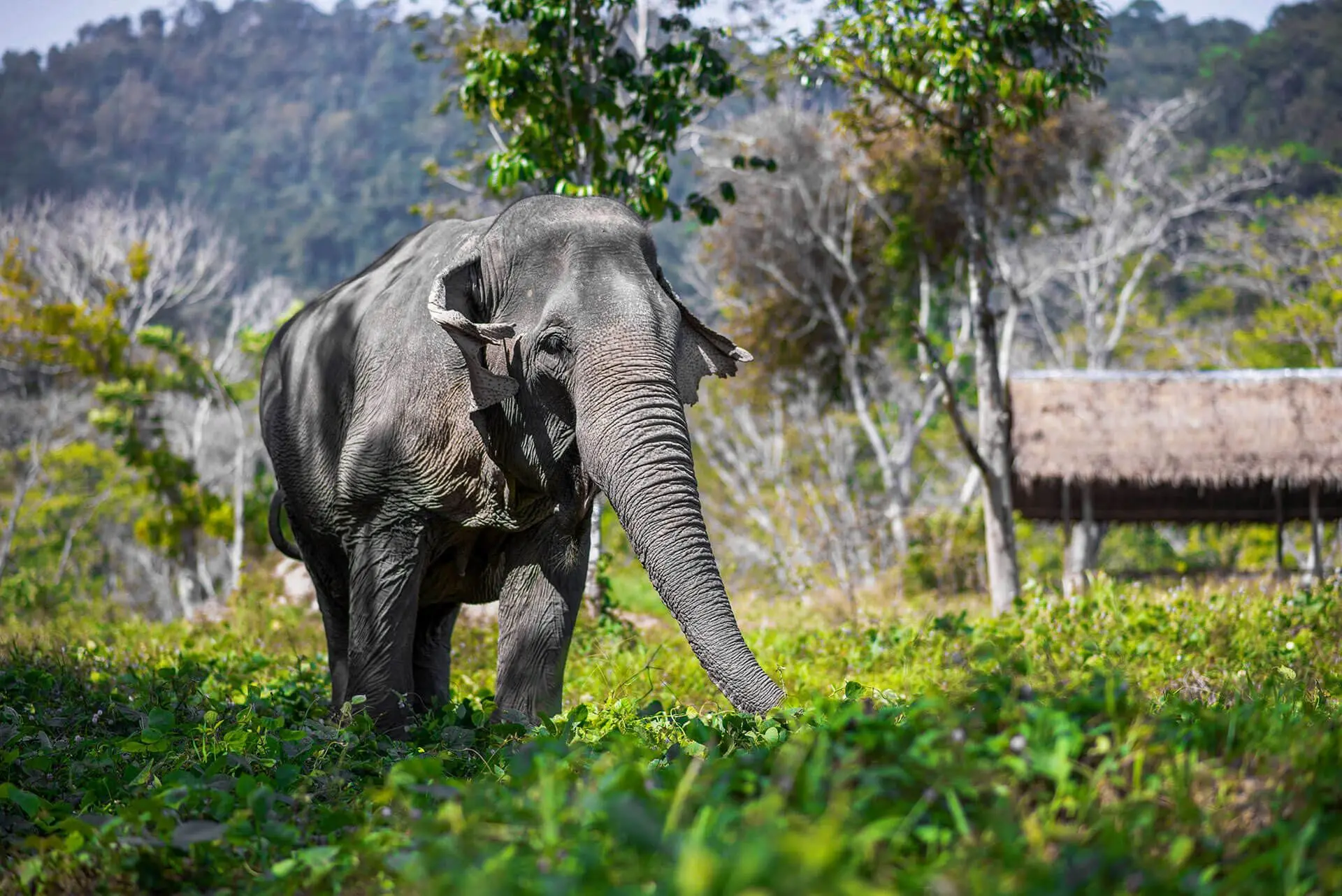 Norsujen suojelu - Thaimaa, Phuket